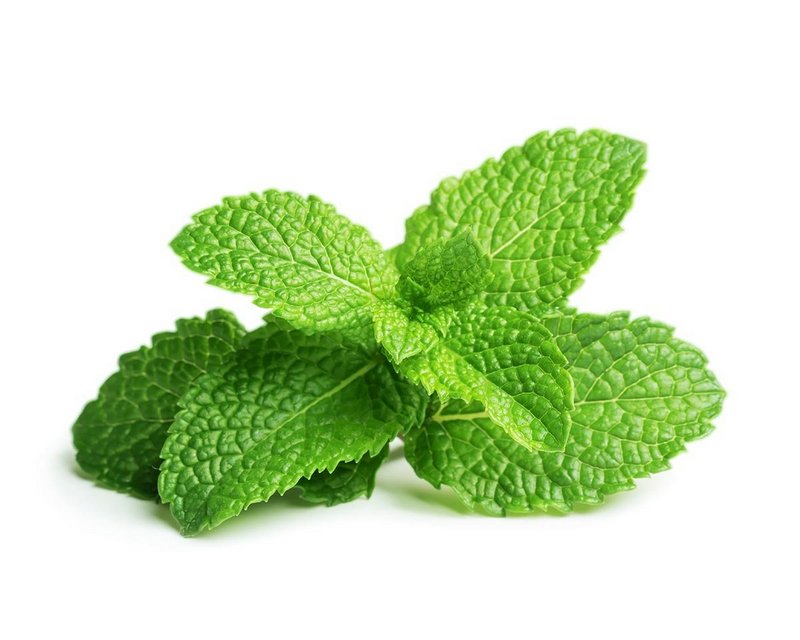 Plant Pods: Peppermint