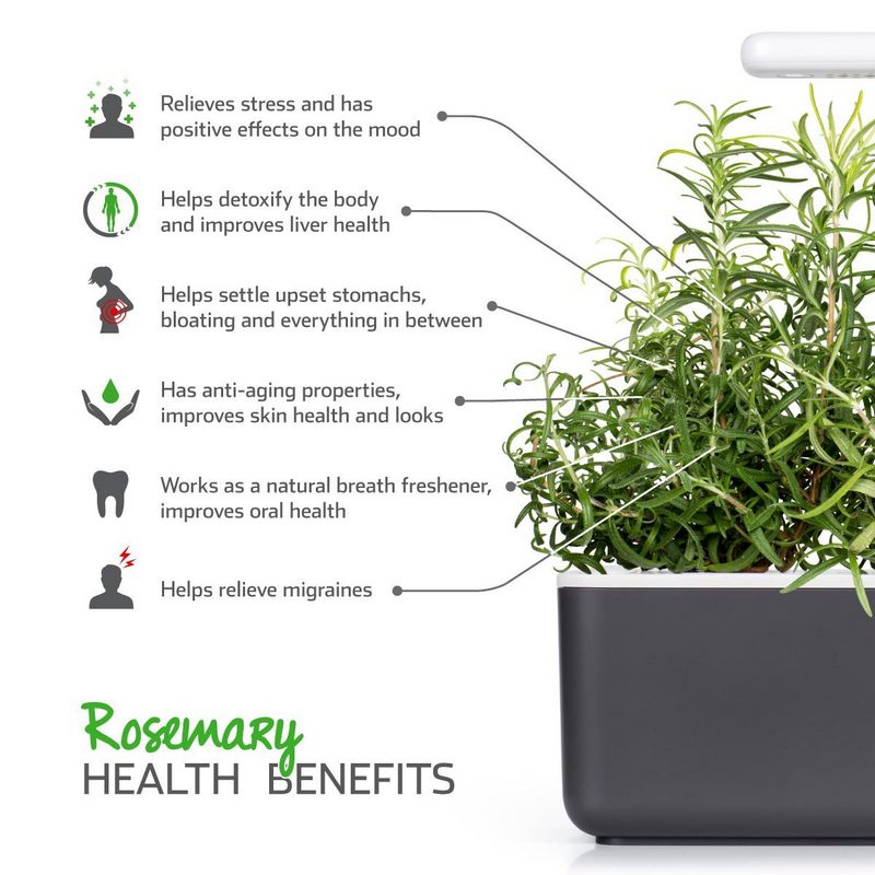 Plant Pods: Rosemary