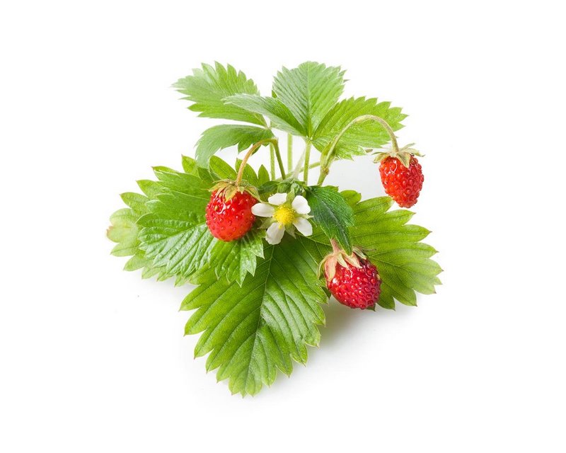 Plant Pods: Wild Strawberry